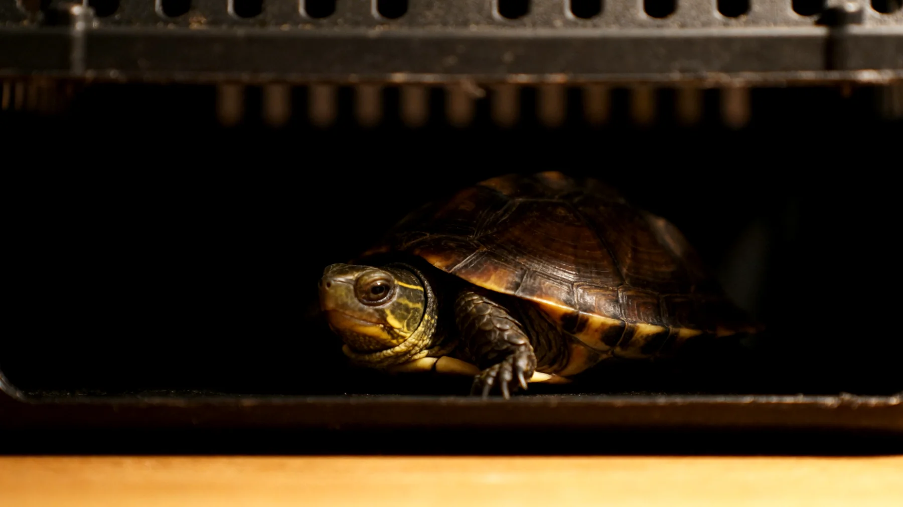 Schildkröten leiden unter erheblichem Stress während des Transports und auf Reisen, was sich durch Appetitlosigkeit, Lethargie und geschwächtes Immunsystem äußern kann. Der Ortswechsel, Temperaturschwankungen und Erschütterungen belasten die empfindlichen Tiere stark."