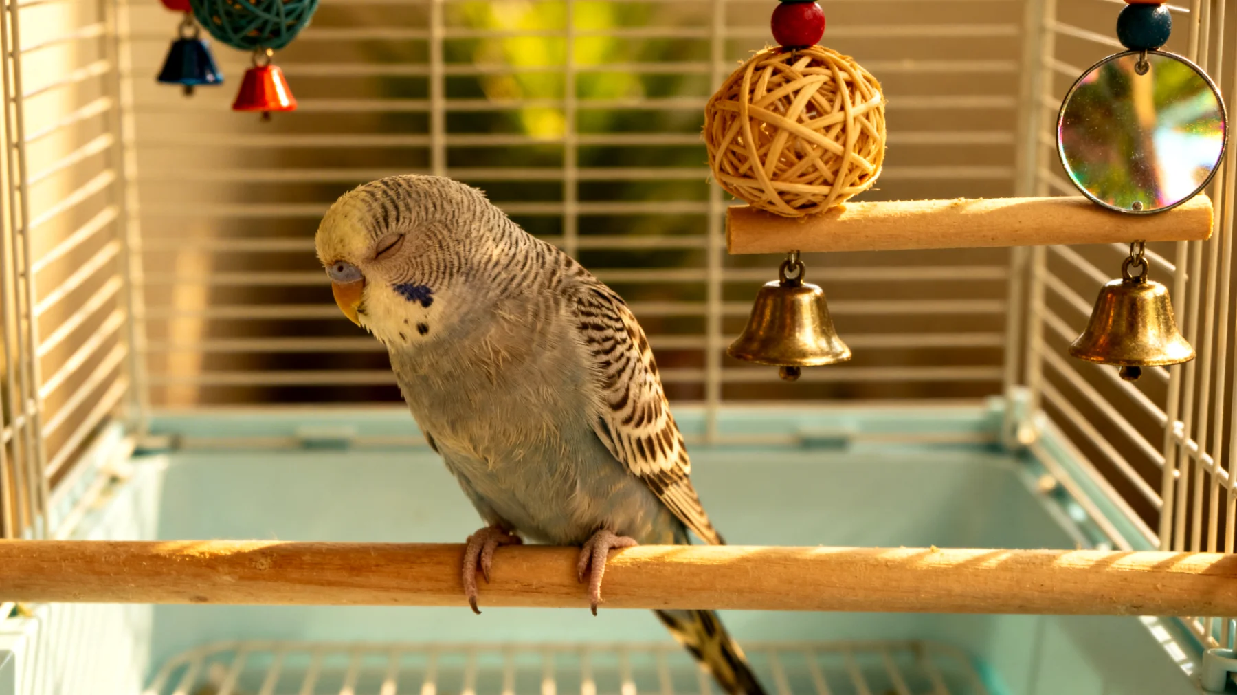 Ältere Wellensittiche verlieren oft das Interesse an Spielzeug und Beschäftigung, was zu Langeweile, Bewegungsmangel und kognitiven Abbau führen kann"