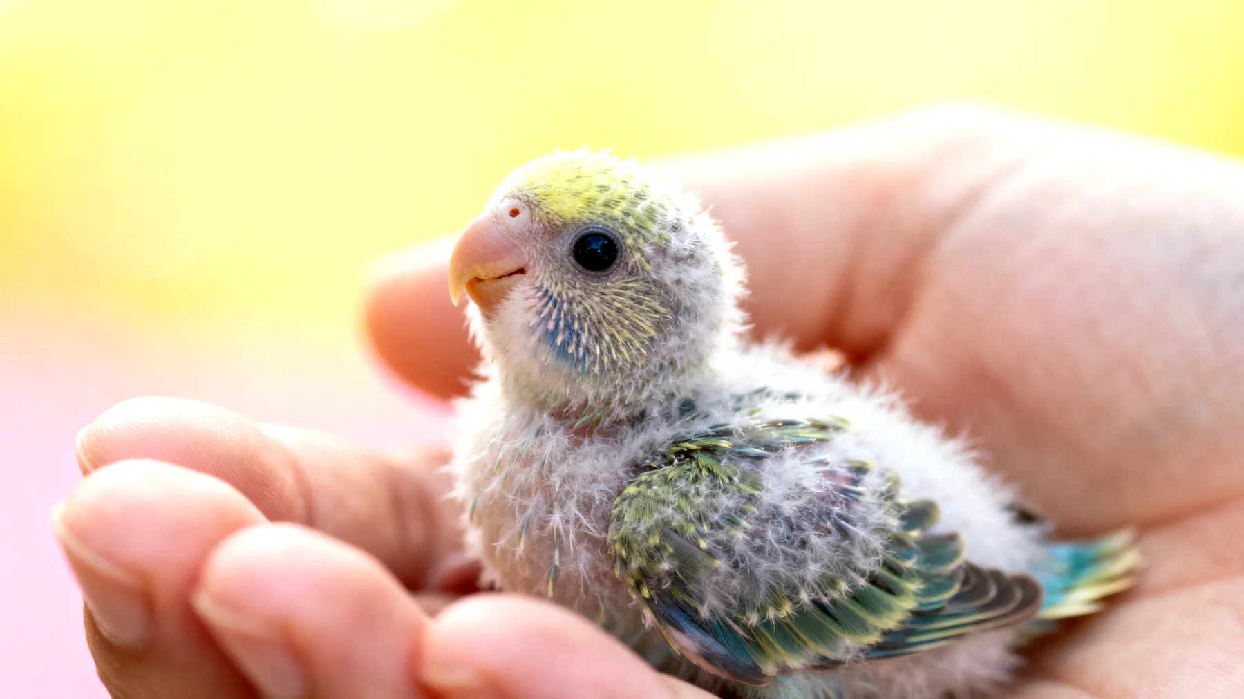 Wellensittich-Küken benötigen altersgerechte Trainingsmethoden, da sie in den ersten Lebenswochen noch nicht flugfähig sind und spezielle Sozialisierungs- und Gewöhnungsübungen brauchen, bevor komplexere Verhaltensübungen beginnen können"